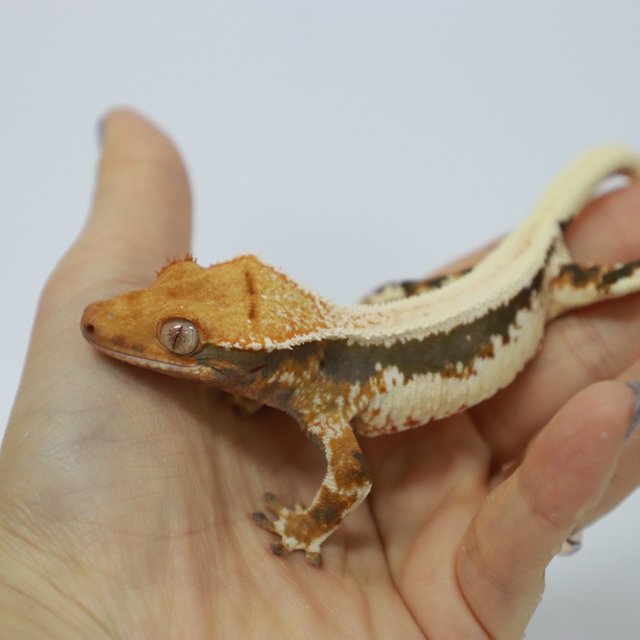 텐저린 다크 릴리화이트