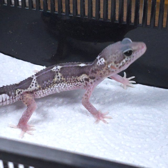 블랙나이트 알비노 이클립스