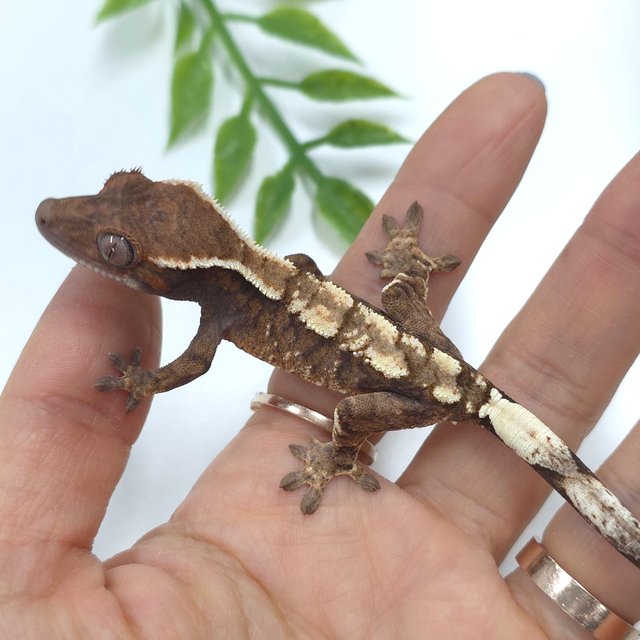 세이블 트라이 화이트핀