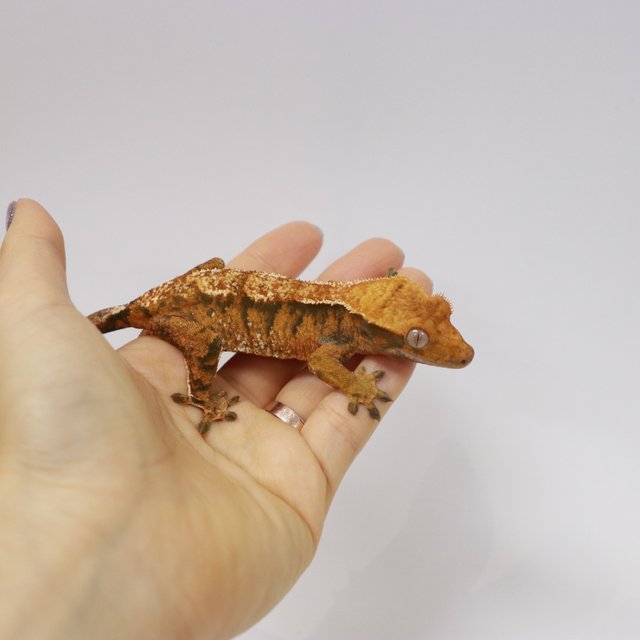 텐저린 다크 익스트림할리퀸