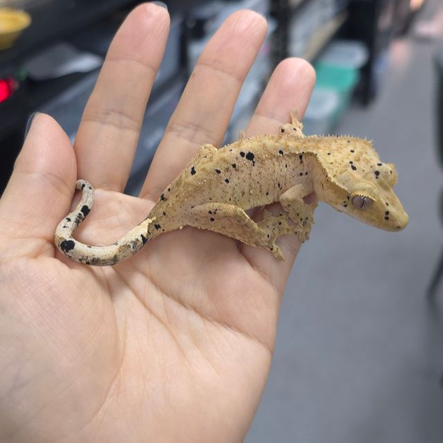 슈퍼달마시안
