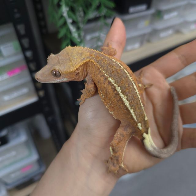 카푸치노 크림 옐로우 팬텀