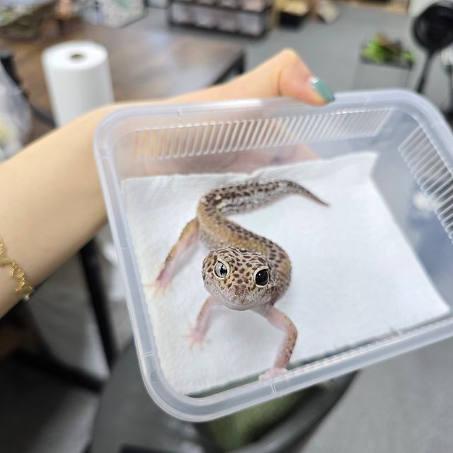 스노우