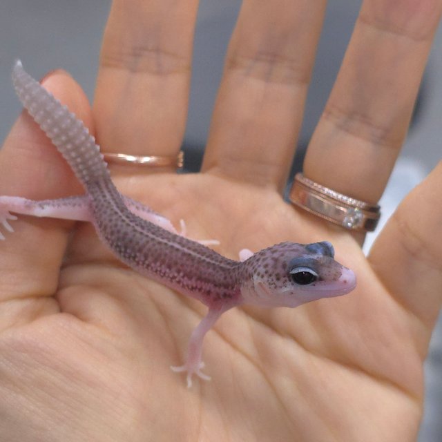 블랙나이트 갤럭시