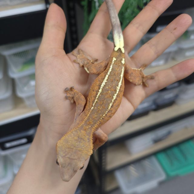 카푸치노 크림 옐로우 팬텀