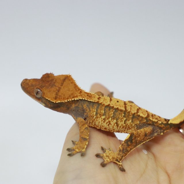 텐저린 트라이 익스트림할리퀸 화이트핀