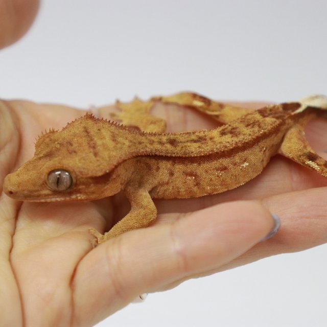 스트로베리 레드 크림 브린들