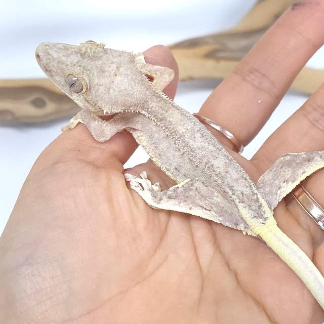 팬텀 크림 레드 릴리화이트