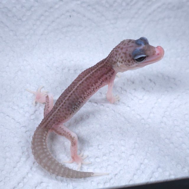 블랙나이트 갤럭시