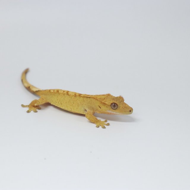 옐로우 크림 브린들