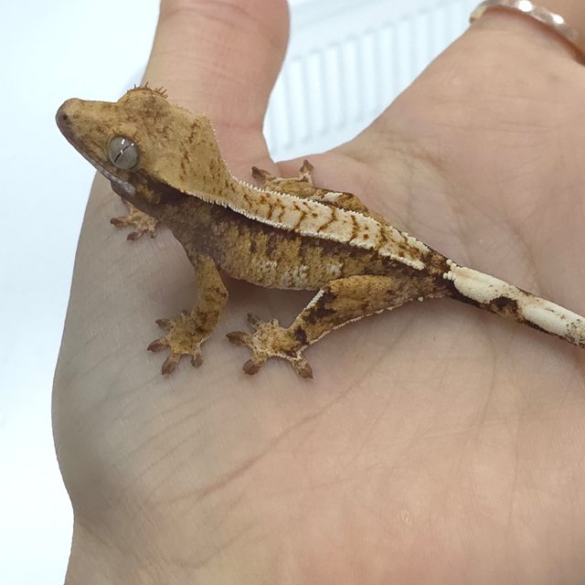 트라이 익스트림할리퀸