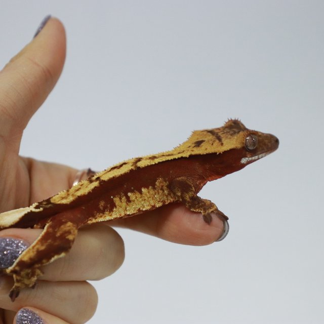 레드 다크 할리퀸