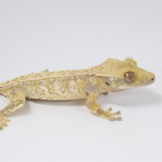 트라이 익스트림할리퀸 화이트스팟 드리피