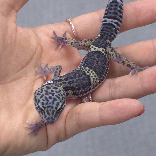 블랙나이트 스노우