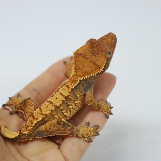 텐저린 트라이 익스트림할리퀸 화이트핀