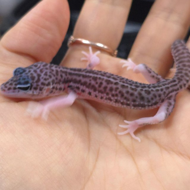 블랙나이트 슈퍼스노우