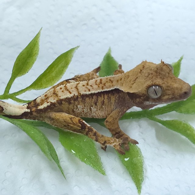 트라이 익스트림할리퀸