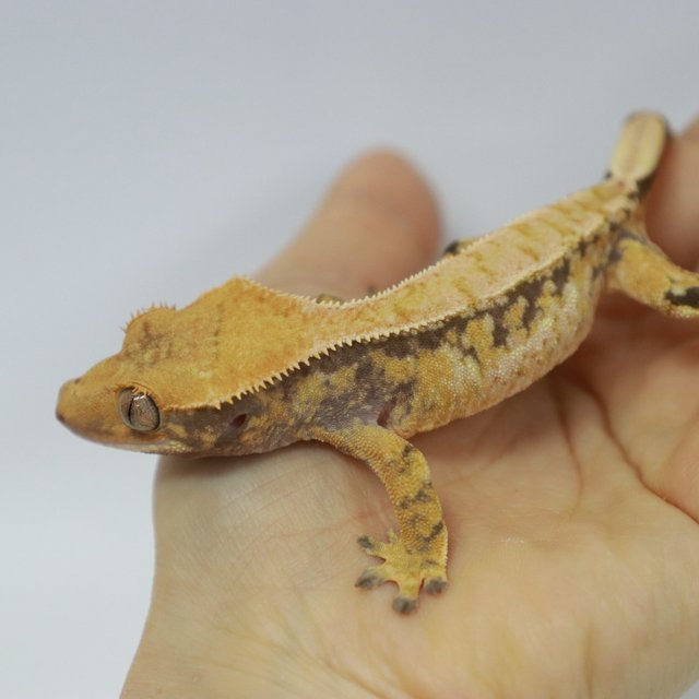 트라이 익스트림할리퀸 쿼드 텐저린