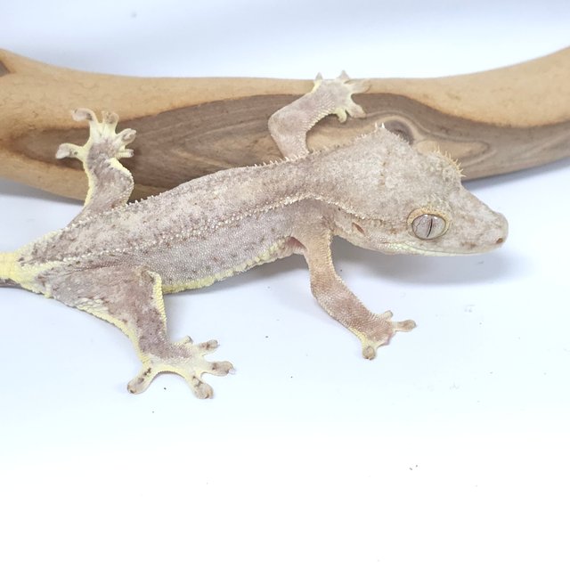 팬텀 크림 레드 릴리화이트