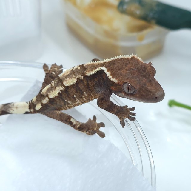 화이트크라운 다크 세이블