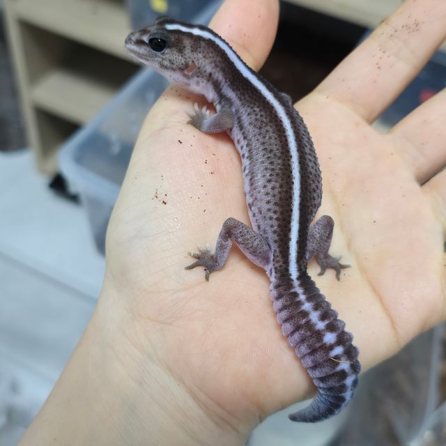 오레오 패턴리스