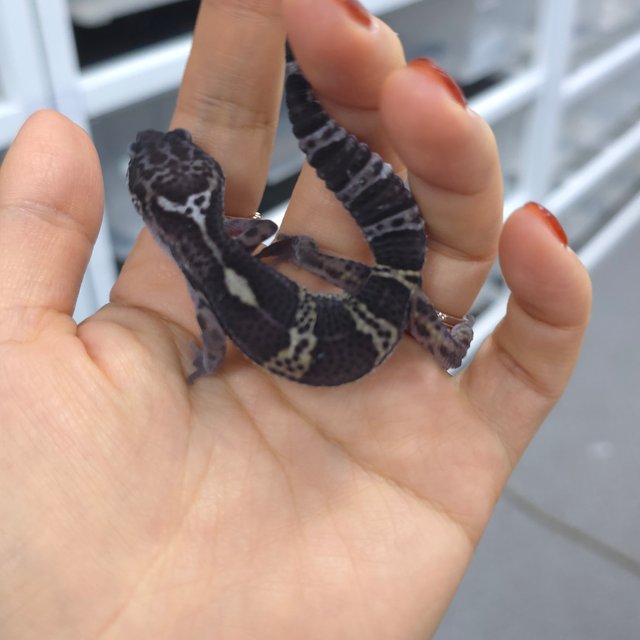 블랙나이트 스노우