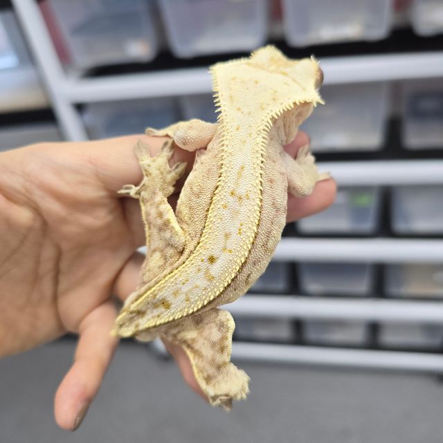 크림시클