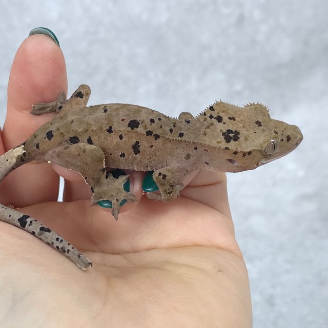 레드 슈퍼달마시안