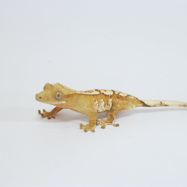 크림 크림시클 화이트