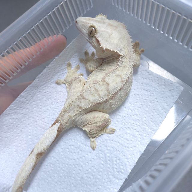 스트로베리