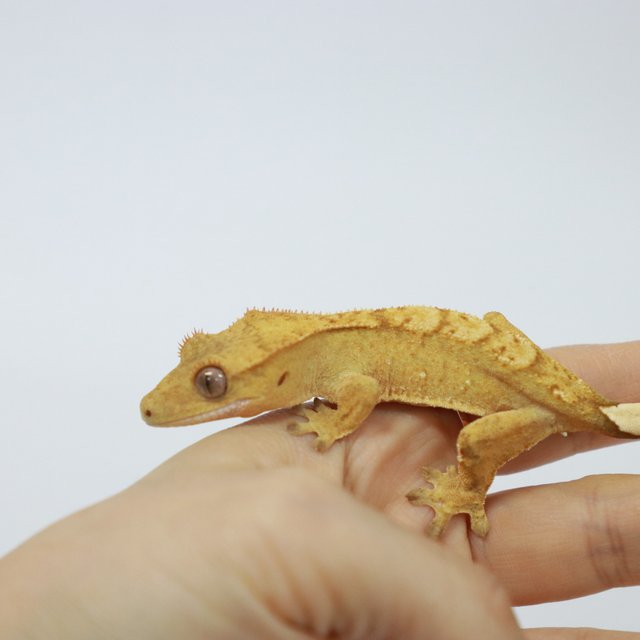 옐로우 크림 브린들