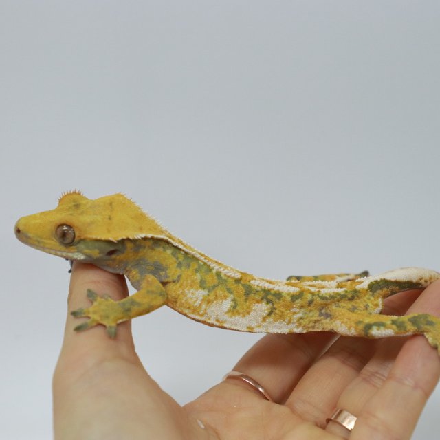 트라이 익스트림할리퀸