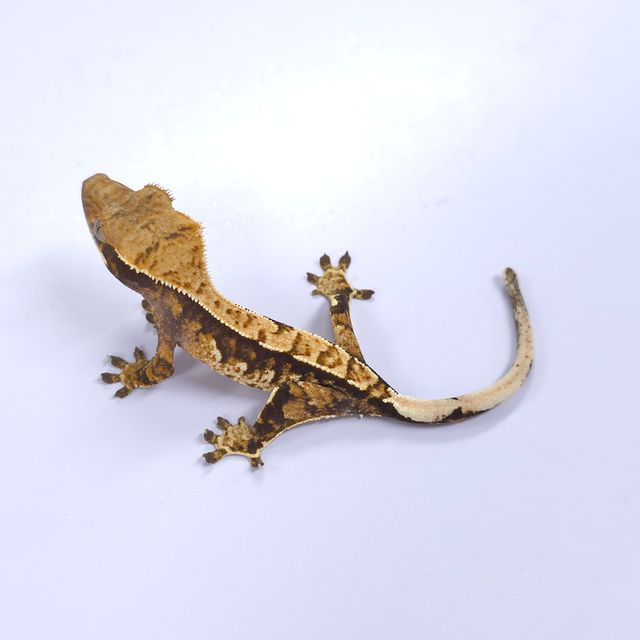 트라이