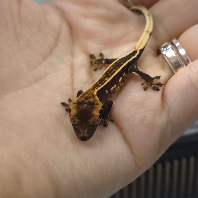 엠티백 풀핀 다크