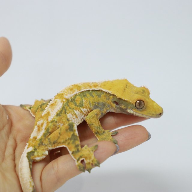 트라이 익스트림할리퀸