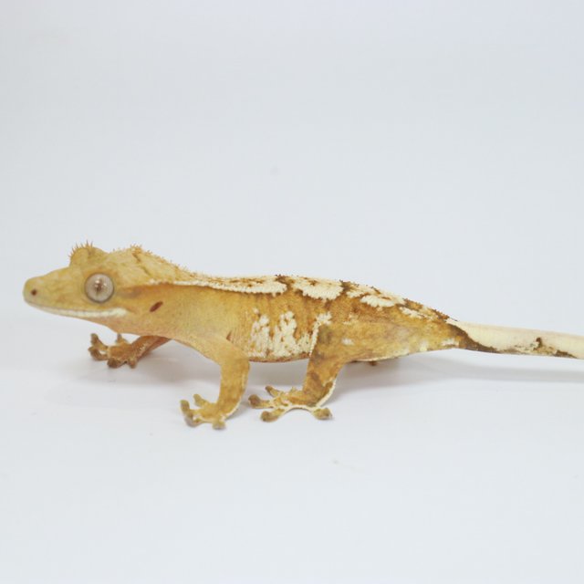 크림 크림시클 화이트