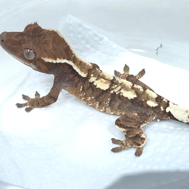 화이트크라운 다크 세이블