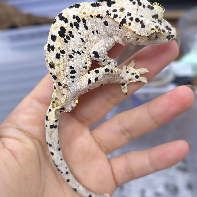 슈퍼달마시안