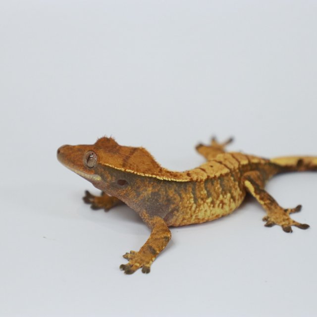 텐저린 트라이 익스트림할리퀸 화이트핀