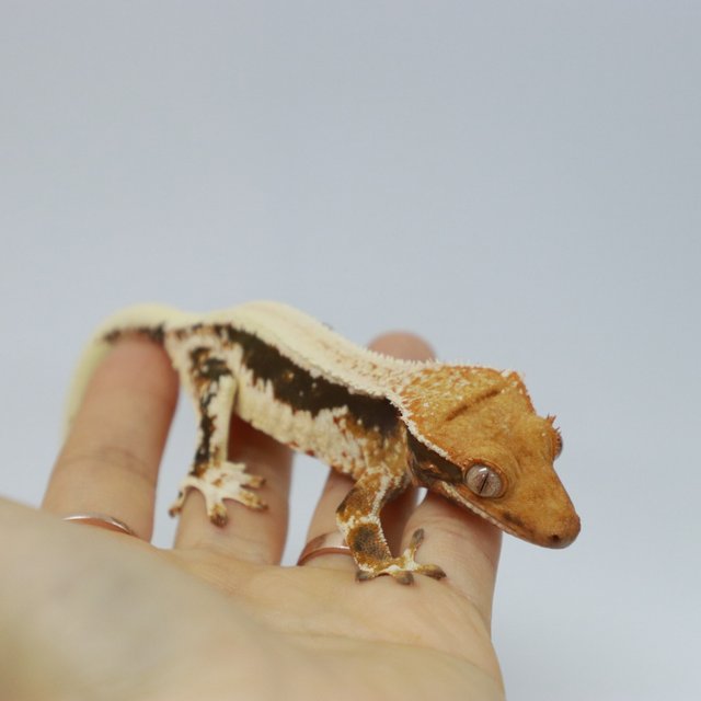 텐저린 다크 릴리화이트