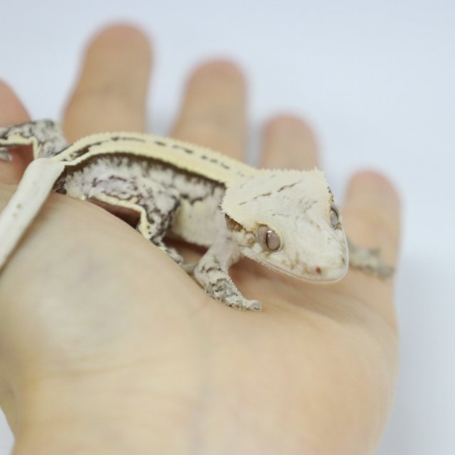 옐로우 화이트 풀핀 쿼드 브린들