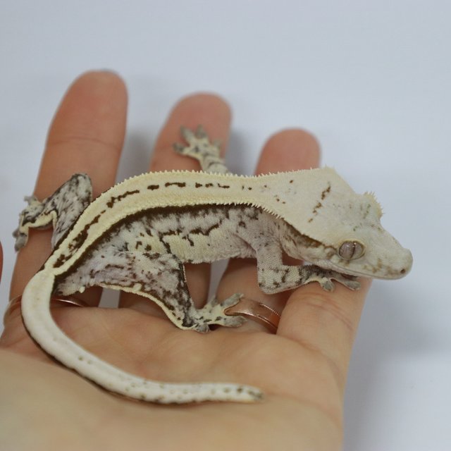 옐로우 화이트 풀핀 쿼드 브린들