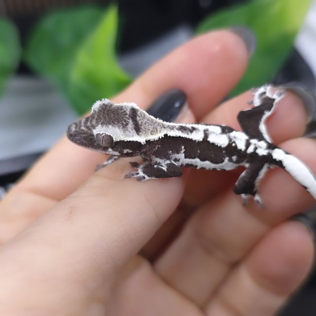 릴잔틱