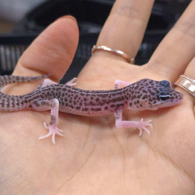 블랙나이트 슈퍼스노우