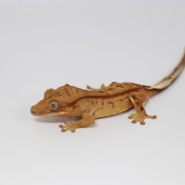 스트로베리 레드 크림 브린들