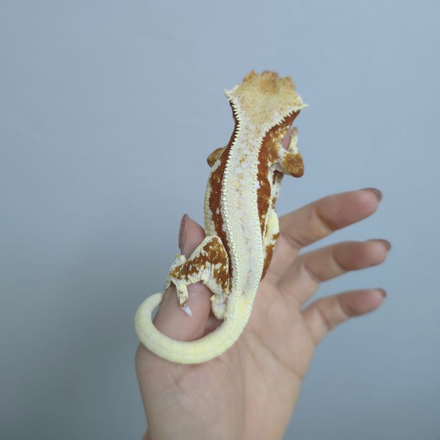 레드 릴리화이트