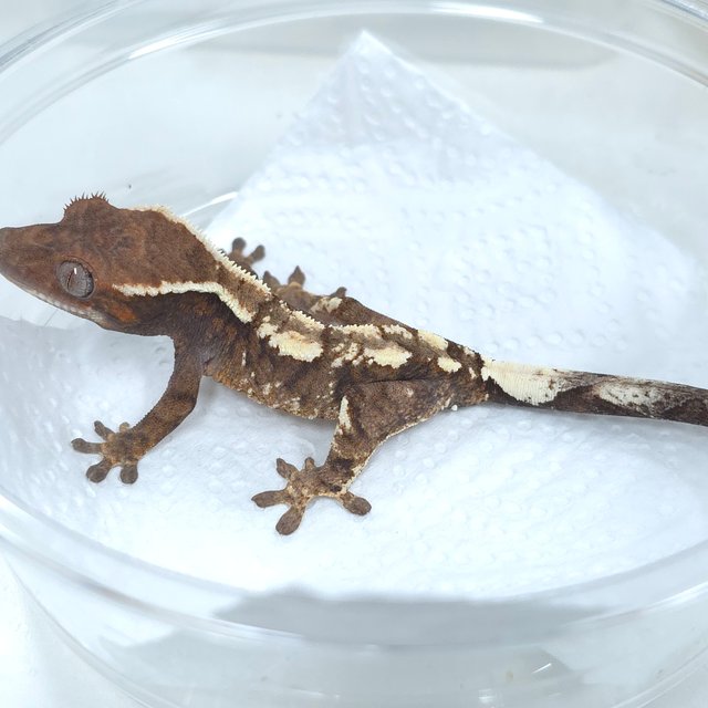 화이트크라운 다크 세이블