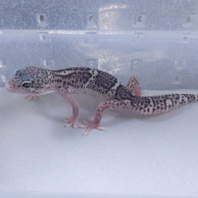 블랙나이트 스노우