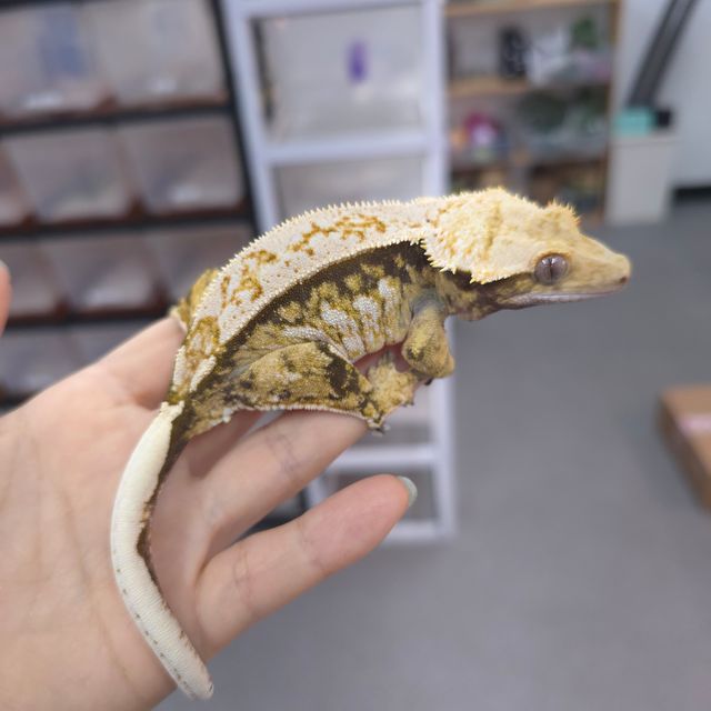 트라이 익스트림할리퀸