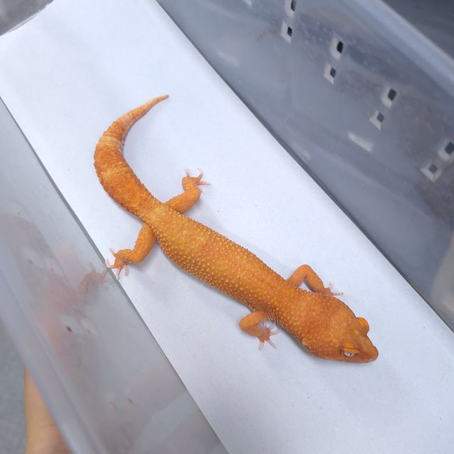 텐저린
